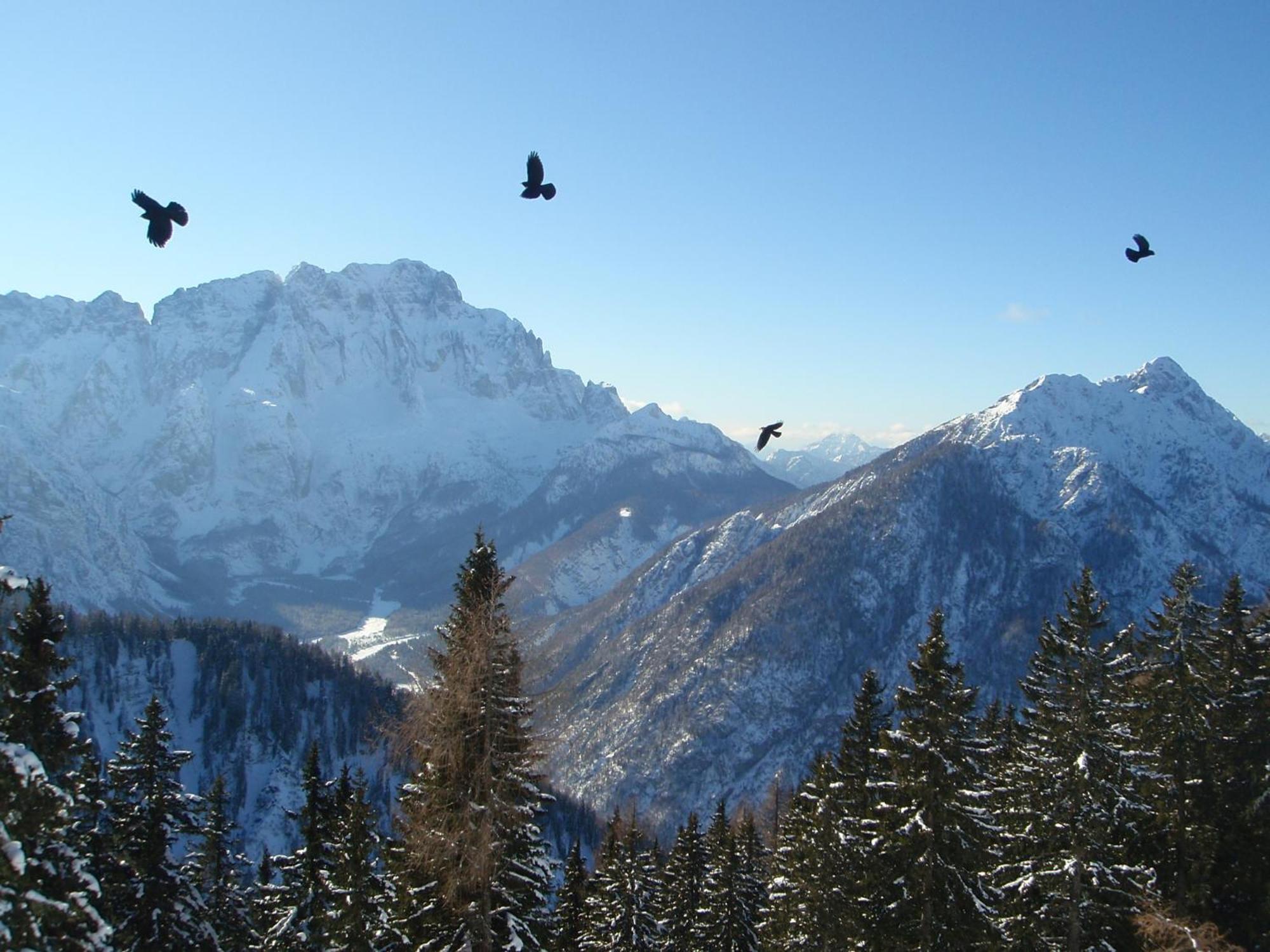 Tempfer 2 Apartments & Rooms With New Wellness Kranjska Gora Exteriör bild